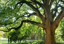 怎么辨别香樟树与樟树