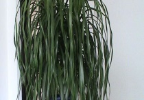 龙须树叶子打卷原因？