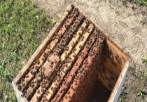 蜂箱最简单的制作方法 材料的选择