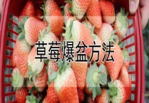 草莓爆盆多久？