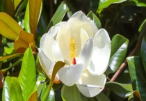 广玉兰是落叶还是常绿植物 广玉兰、白玉兰和紫玉兰有什么不同