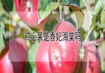 鸡心果是香妃海棠吗？