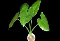 滴水观音的作用有哪些 滴水观音养殖注意事项