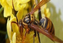 地雷蜂和虎头蜂哪个厉害 附区别？