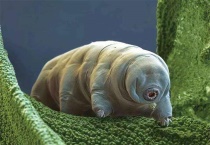 水仙花水熊虫哪个生命力顽强