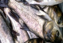 鲢鱼和鲶鱼的区别？ 详细介绍