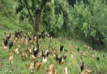 生态养殖是什么意思 附生态养殖的目的和好处