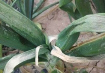 葱叶发黄枯萎是什么原因？