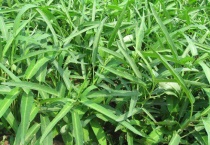 空心菜怎样采收