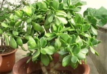 燕子掌叶子上有霉点怎么办？