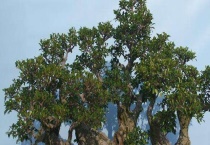 榕树盆景怎么修剪 以剪为主、绑扎为辅