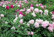 芍药花开完花了可以剪枝吗？