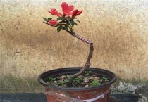 什么树可以嫁接杜鹃