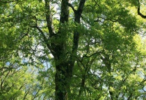 榉树是落叶还是常绿植物 怎么种植