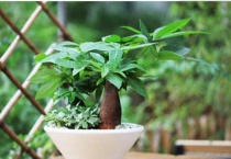 秋天发财树叶子发黄怎么回事