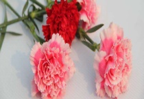 妈妈生日送什么鲜花