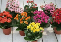 长寿花剪下来多久可以扦插