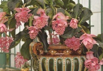 宝莲灯花适合家里养吗？