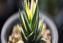 如何让芦荟安全越冬 冬季养殖注意事项