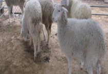 羊得了口蹄疫怎么治？附症状与感染途径