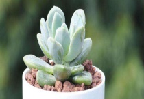 冬美人和胧月的区别？