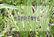 大蒜的叶子像什么？