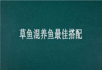 草鱼混养鱼最佳搭配