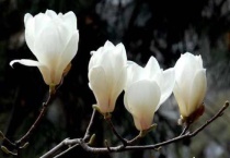 玉兰苗种植多久？