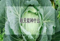 秋天能种什么？