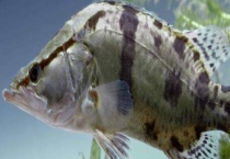 鳜鱼有哪些品种？附鳜鱼的生活习性