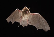 蝙蝠以什么为食 有哪些种类