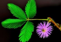 含羞草晚上叶子为什么会合起来