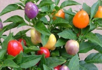 五彩椒能吃吗？