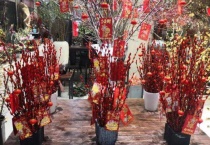 银柳花语是什么意思