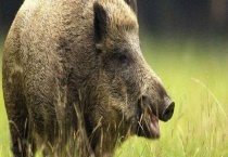 发展野猪养殖不赚钱的原因 如何避免