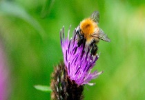 蜂毒由哪些成分组成的 附具体成分