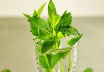 美国薄荷和薄荷的区别？