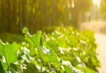 光合作用的意义是什么 光合作用是一个能量转换的过程