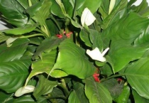 万年青开花预兆什么？