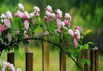 围墙边种什么植物