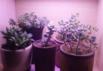 多肉补光灯怎么选