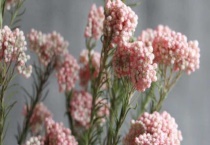 羊昌花画小镇几月开花