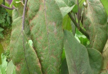 茄子苗叶子卷萎缩怎么办？