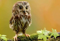 灭鼠能手是什么动物