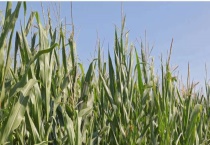 农作物玉米缺肥症状及矫正技术 需对症下药