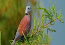 小斑鸠吃不吃虫子 野生斑鸠以什么为食