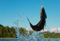 冬天钓鲫鱼的技巧有哪些？看准这几点