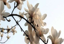 白玉兰的花期 如何开花更多