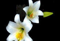 香水百合和百合有什么区别？？