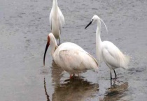 白鹭的象征意义介绍 附其分布范围